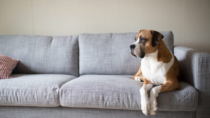 6 Ways Pet Owners Can Be More Energy Efficient | Columbia Heating and Cooling Portland