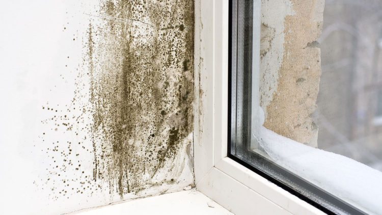 Your A/C Can Prevent Household Mold Growth | Columbia HVAC Portland, Oregon