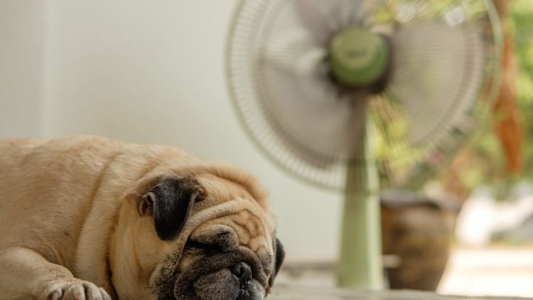 Should You Leave the A/C on for Pets? | Columbia Heating & Cooling Portland