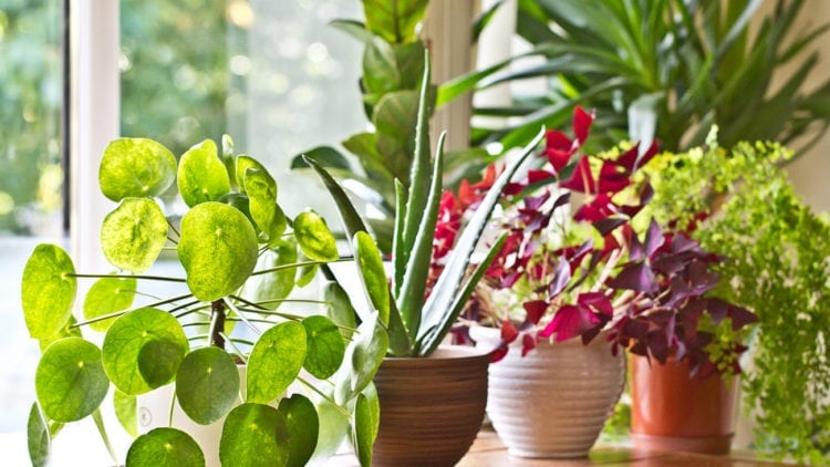 Can Your House Plants Chill? | Columbia Heating & Cooling
