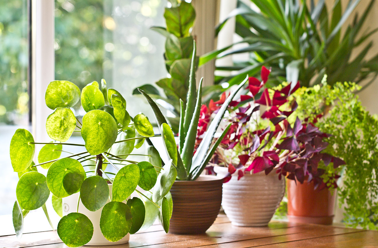 Buying Indoor Plants Online