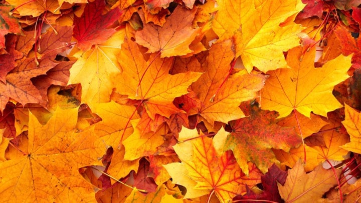 Fall Leaves and Your HVAC | Columbia HVAC